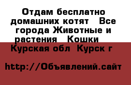 Отдам бесплатно домашних котят - Все города Животные и растения » Кошки   . Курская обл.,Курск г.